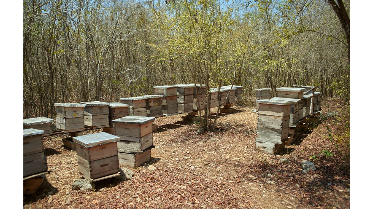 Bienienkästen neu vorberietet