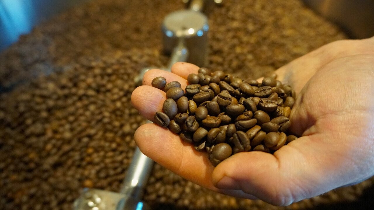 Visual inspection of freshly roasted coffee