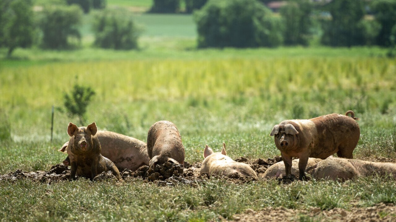 Pigs on the pasture