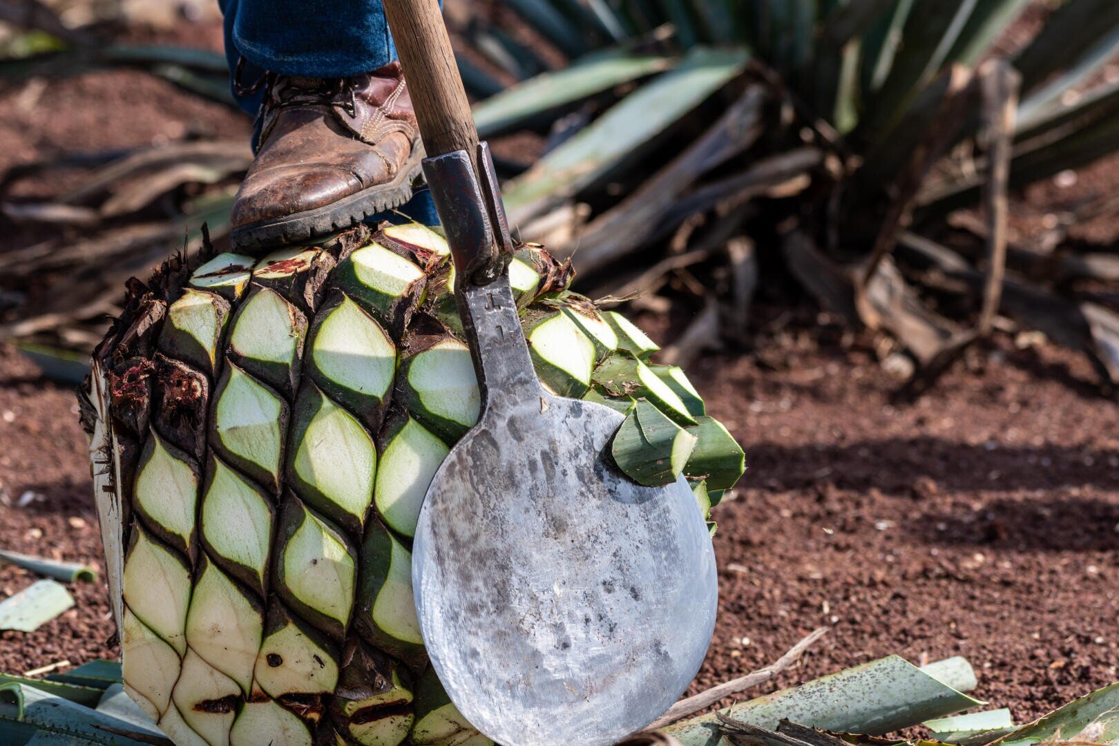 Nahaufnahme des Stiefels einer Person auf einer großen Piña aus Agave, die mit der scharfen Klinge einer Jima-Coa geerntet wurde, umgeben von geschnittenen Agavenblättern auf rötlichem Boden.