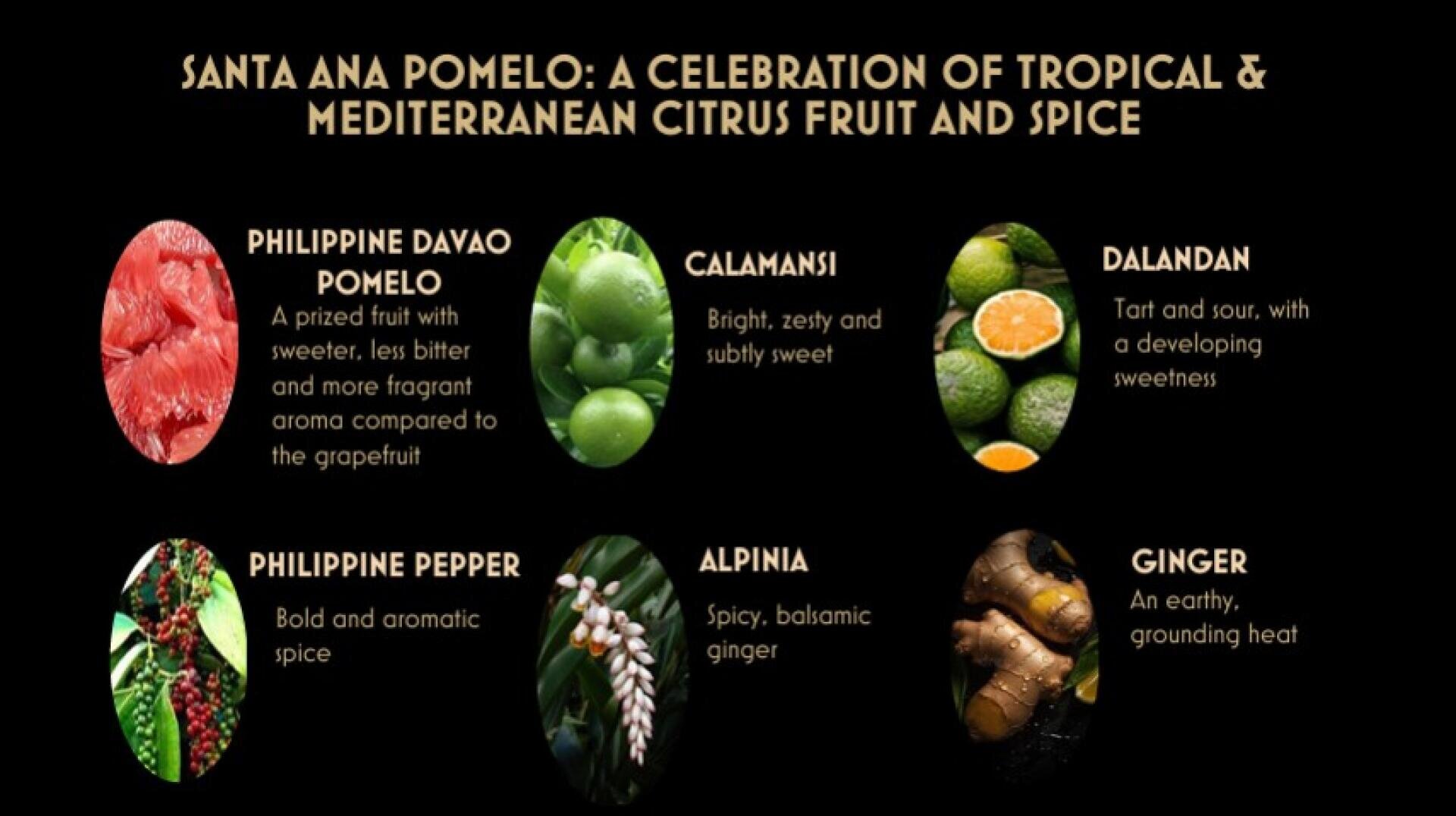 Infographie intitulée "Santa Ana Pomelo : A Celebration of Tropical & Mediterranean Citrus Fruit and Spice" avec des images et des descriptions de pomelo, calamansi, dalandan, poivre, alpinia et gingembre.