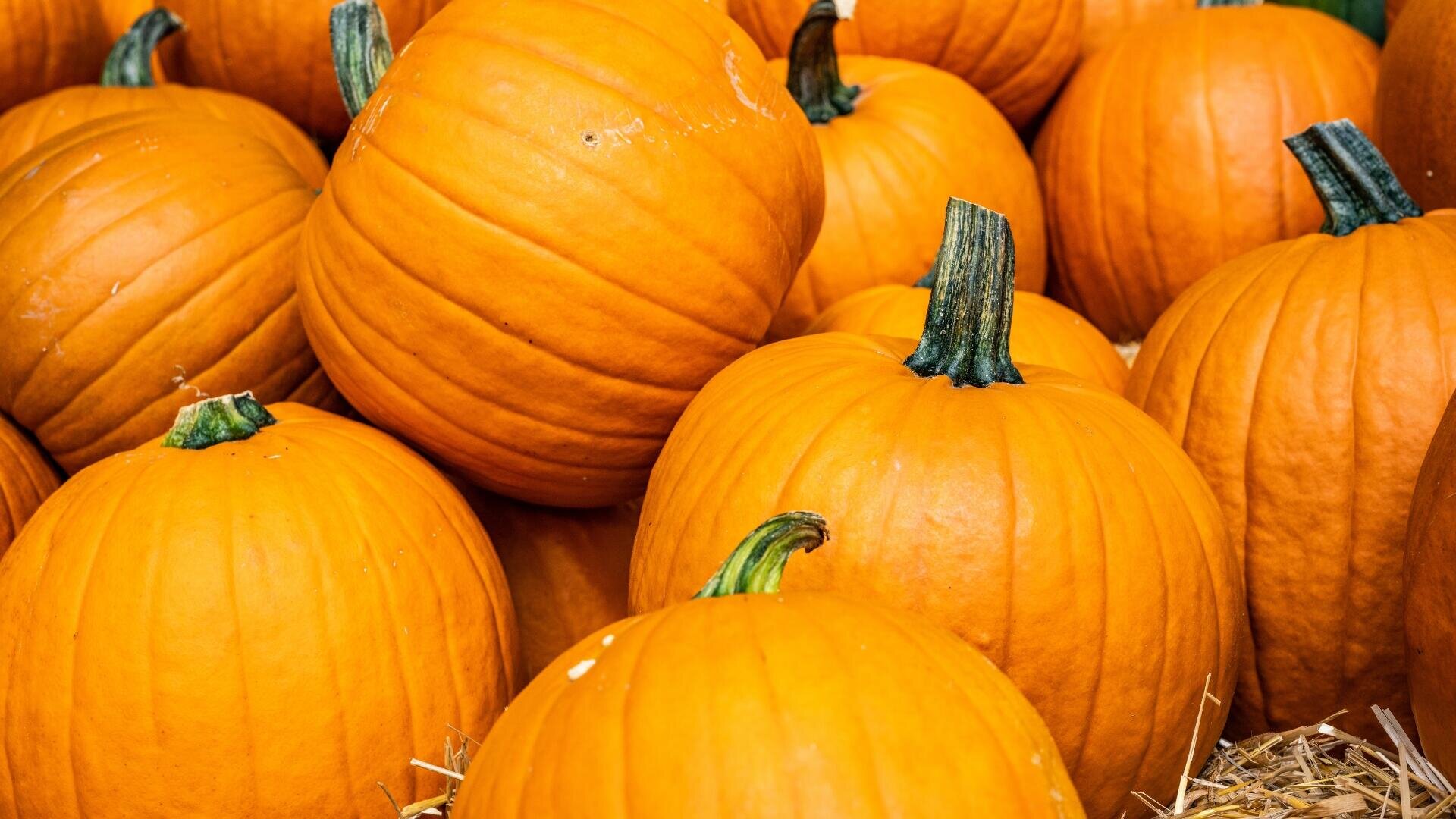 Un gros plan sur plusieurs citrouilles orange vif avec des tiges vertes, empilées sur un lit de paille.