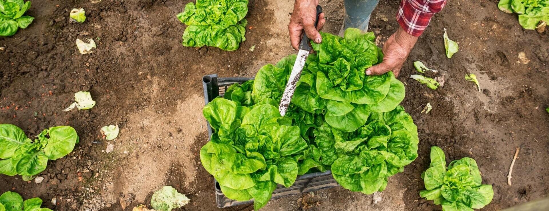 Une personne récolte des têtes de salade vertes fraîches à l'aide d'un grand couteau dans une plate-bande de jardin où plusieurs plants de salade poussent dans la terre, ainsi qu'une caisse noire pour recueillir les produits récoltés.
