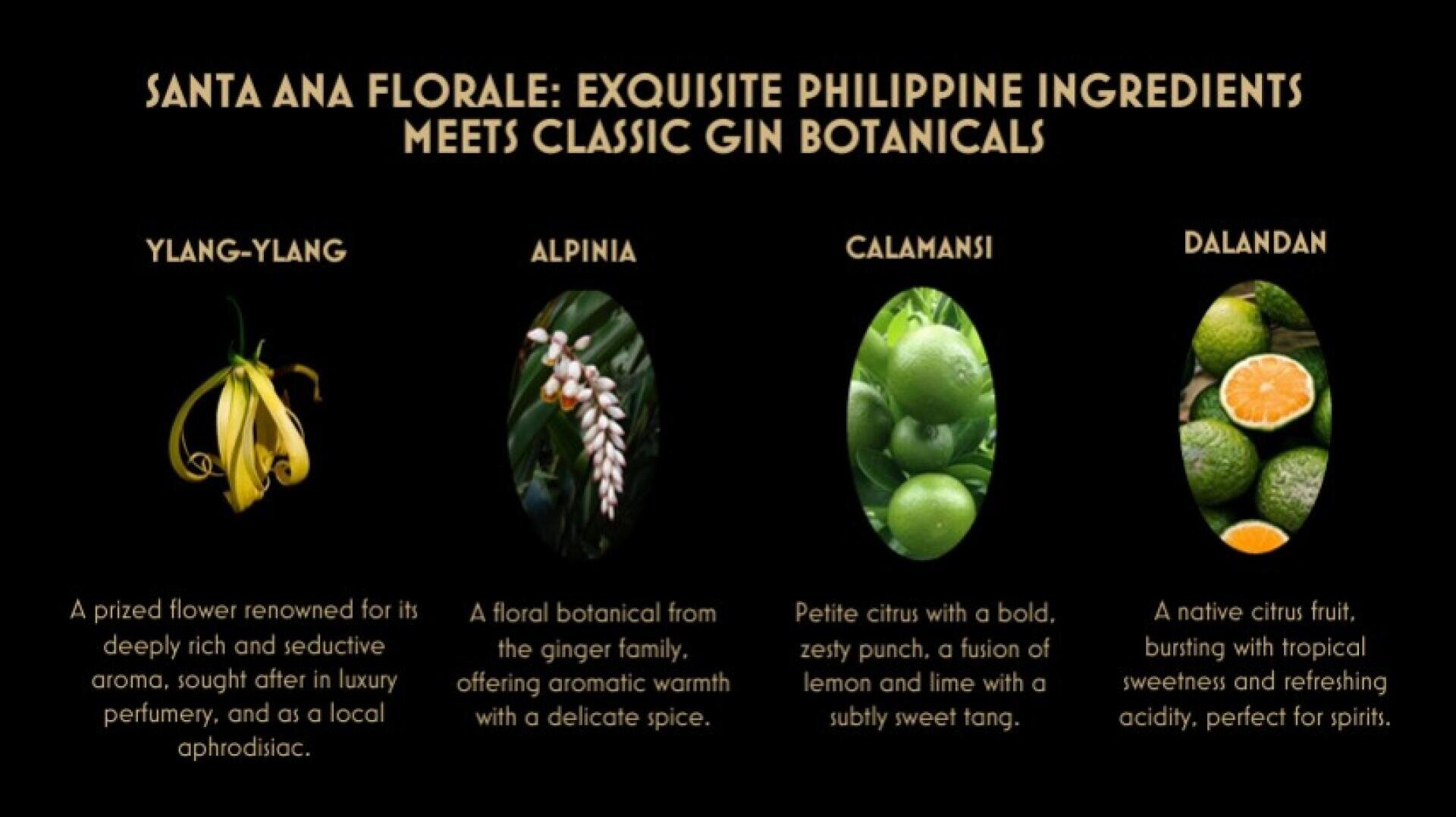 Un graphique avec un texte doré présente quatre ingrédients philippins pour le gin : Ylang-Ylang, Alpinia, Calamansi et Dalandan. Chacun est illustré par une brève description de son profil aromatique ou gustatif sous l'image.
