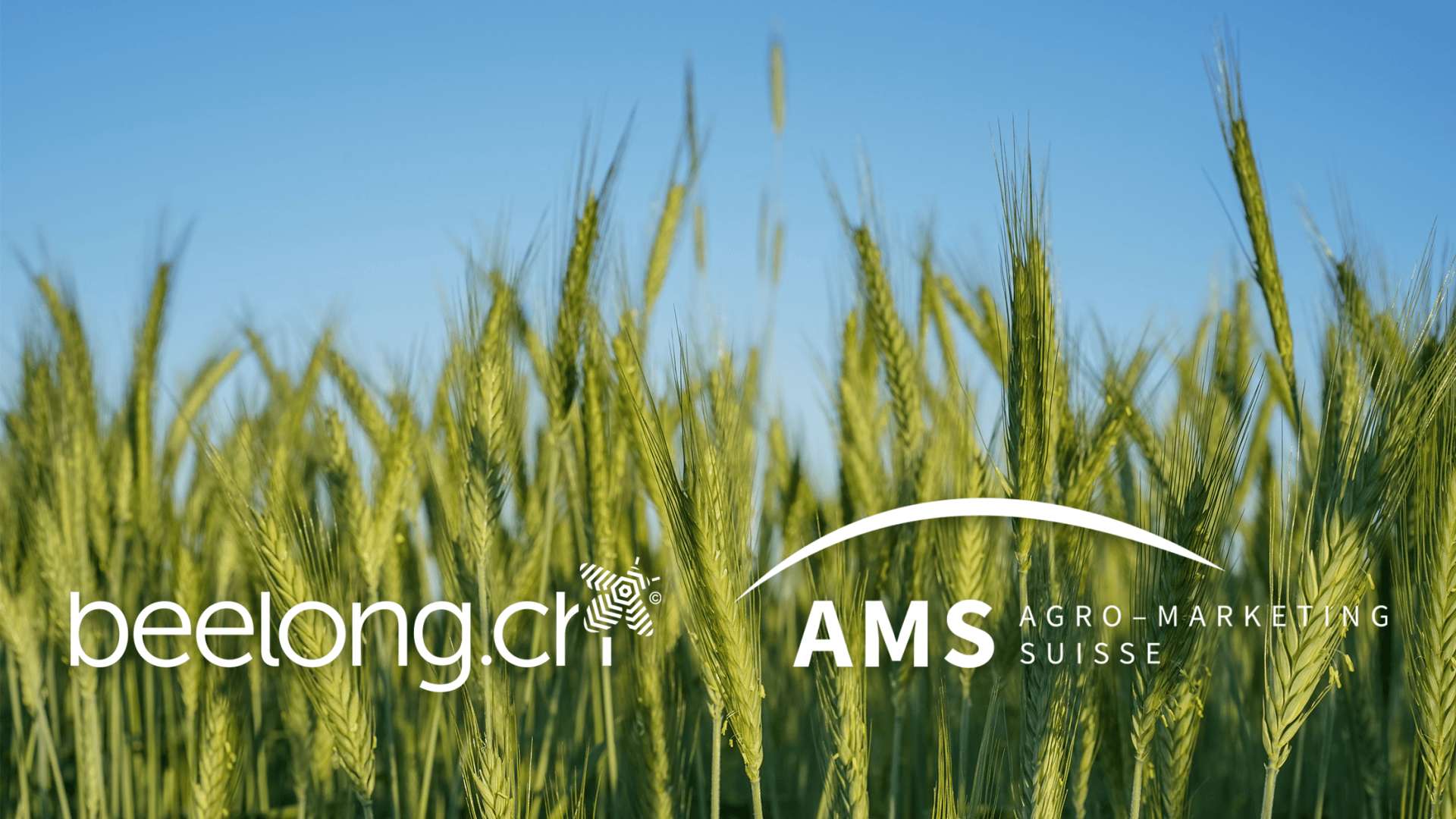 Nahaufnahme von hohen, grünen Weizenpflanzen auf einem Feld unter blauem Himmel, mit den Logos beelong.ch und AMS Agro-Marketing Suisse in weisser Schrift über dem Bild.
