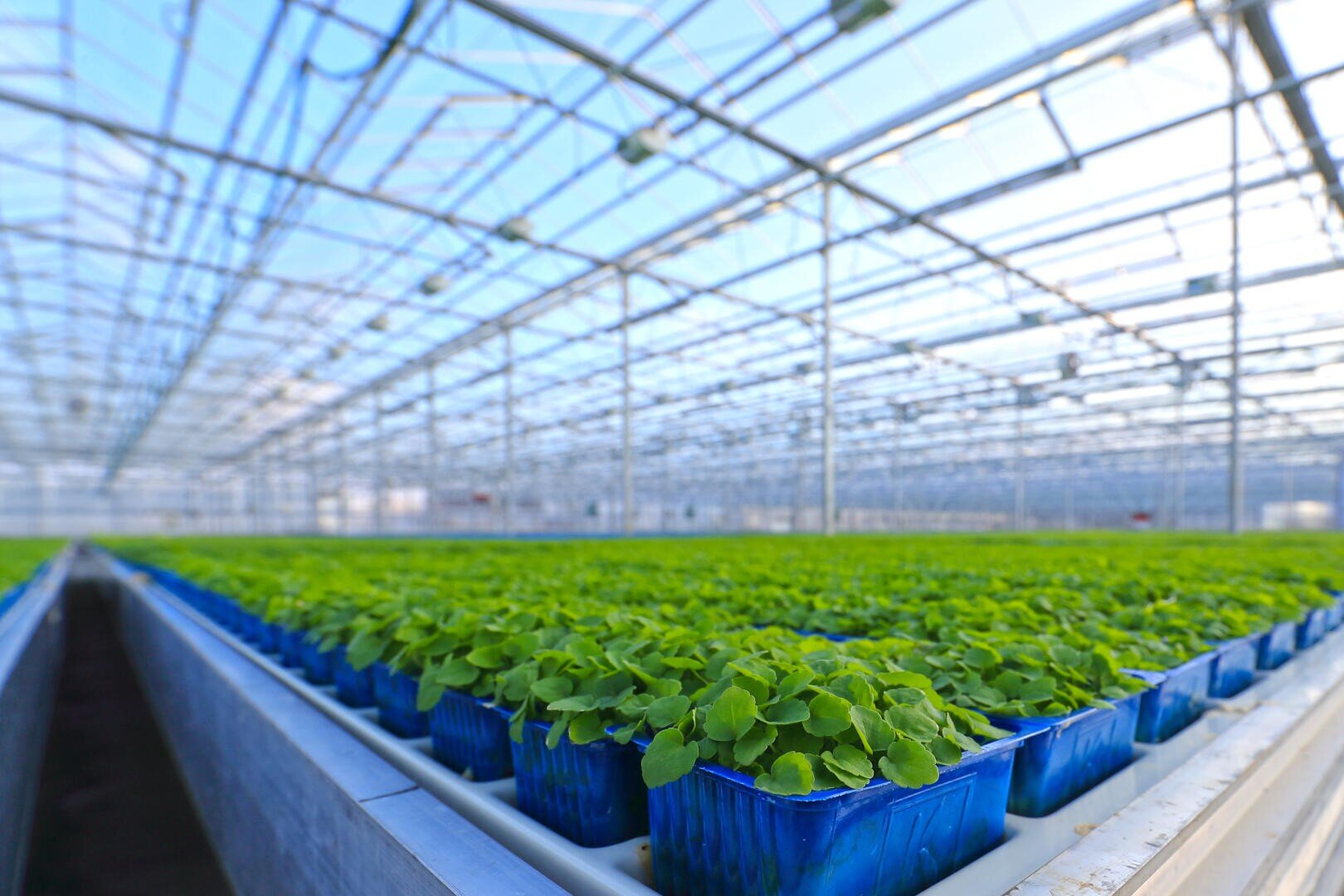 Des rangées de jeunes plantes vertes poussant dans des conteneurs bleus à l'intérieur d'une grande serre moderne au plafond de verre transparent et à l'armature métallique, baignée par la lumière naturelle du soleil.