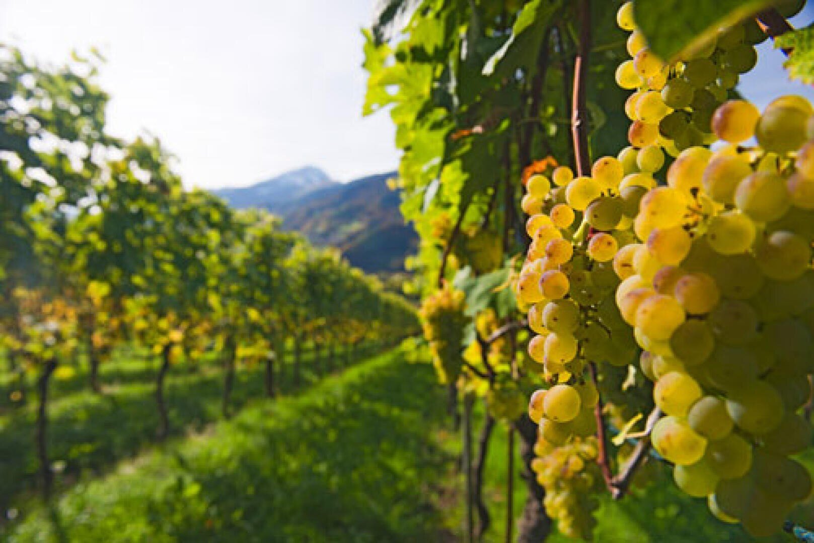 Nahaufnahme von reifen gelben Trauben, die an einem Rebstock in einem Weinberg hängen, mit Reihen von Weinstöcken, die sich in die Ferne erstrecken, und Bergen im Hintergrund unter einem strahlenden Himmel.