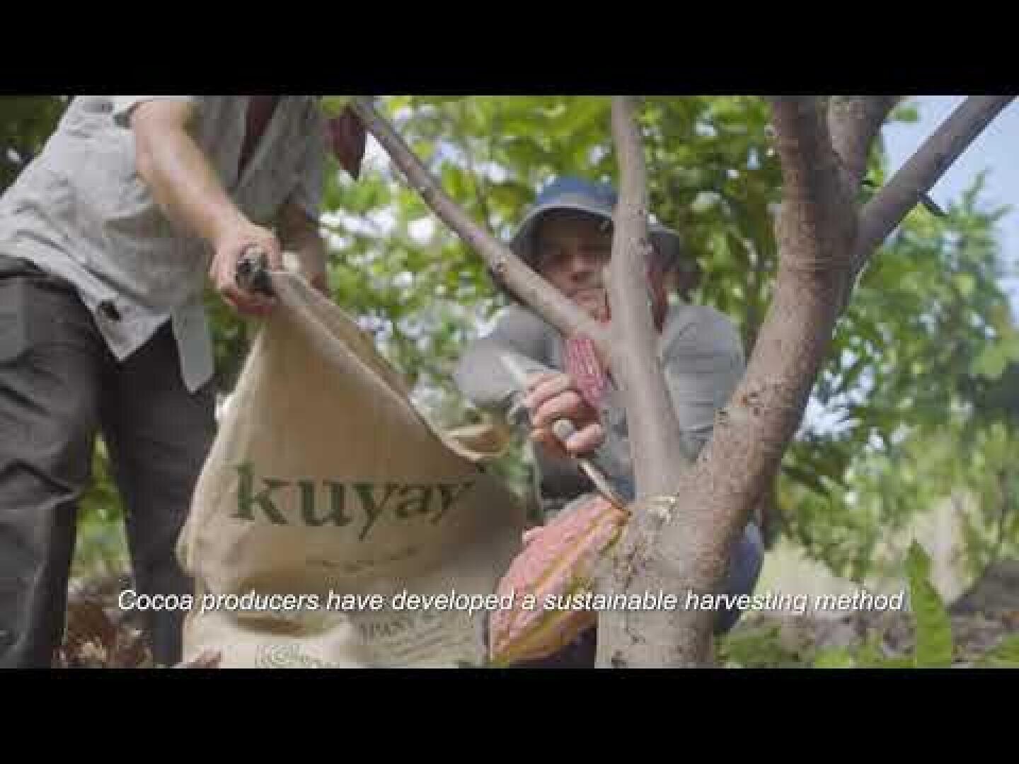 Zwei Personen ernten Kakaoschoten von einem Baum und legen sie in einen großen Sack mit der Aufschrift Kuyay. Der Schauplatz ist eine üppige, grüne Plantage. Der Untertitel lautet: Kakaoproduzenten haben eine nachhaltige Erntemethode entwickelt.