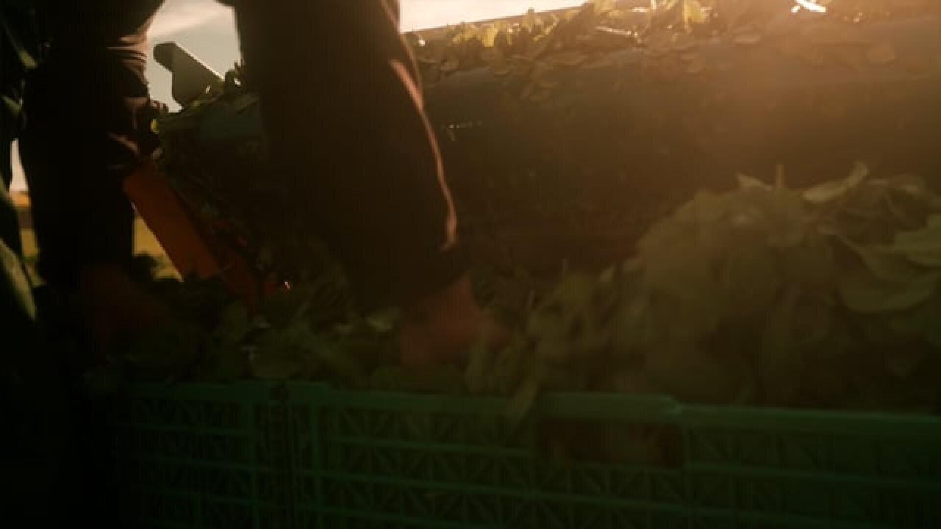 Die Hände einer Person sortieren oder sammeln grünes Blattgemüse in einer grünen Plastikkiste, während warmes Sonnenlicht die Szene beleuchtet.