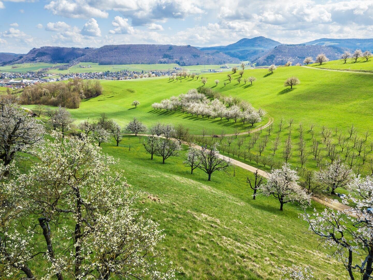 Vue panoramique de collines verdoyantes parsemées d'arbres en fleurs, de chemins sinueux et d'un village lointain, sous un ciel partiellement nuageux avec des montagnes en arrière-plan.