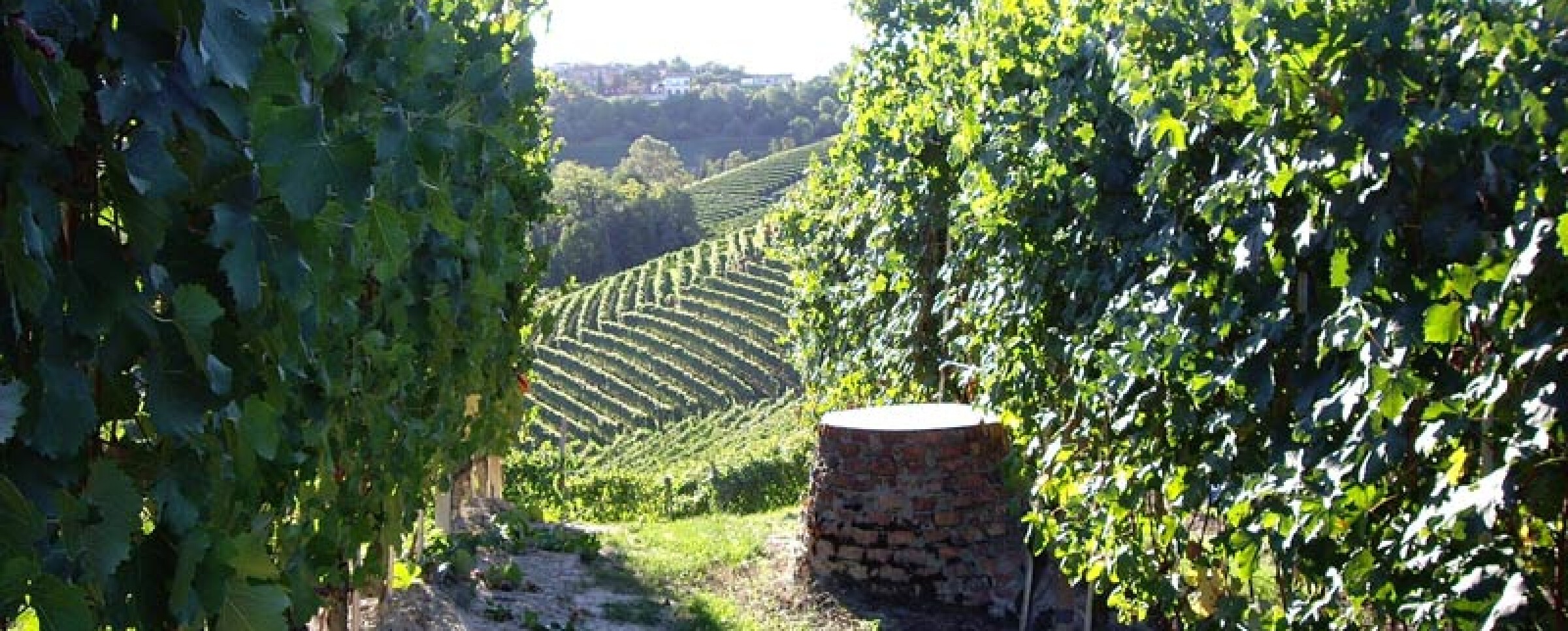Caratello Weine AG