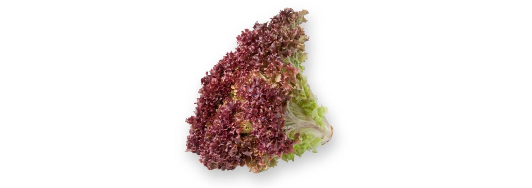 Une seule tête de laitue à feuilles rouges, avec des feuilles frisées, rougeâtres et violettes, qui virent au vert près de la base, isolée sur un fond blanc.