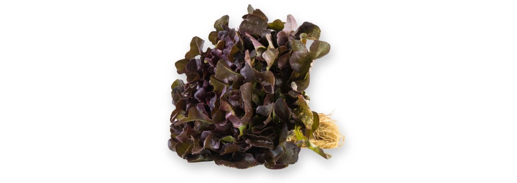 Une tête de laitue feuille de chêne rouge avec des feuilles lâches, frisées, marron et vertes et des racines attachées, représentée sur un fond blanc.