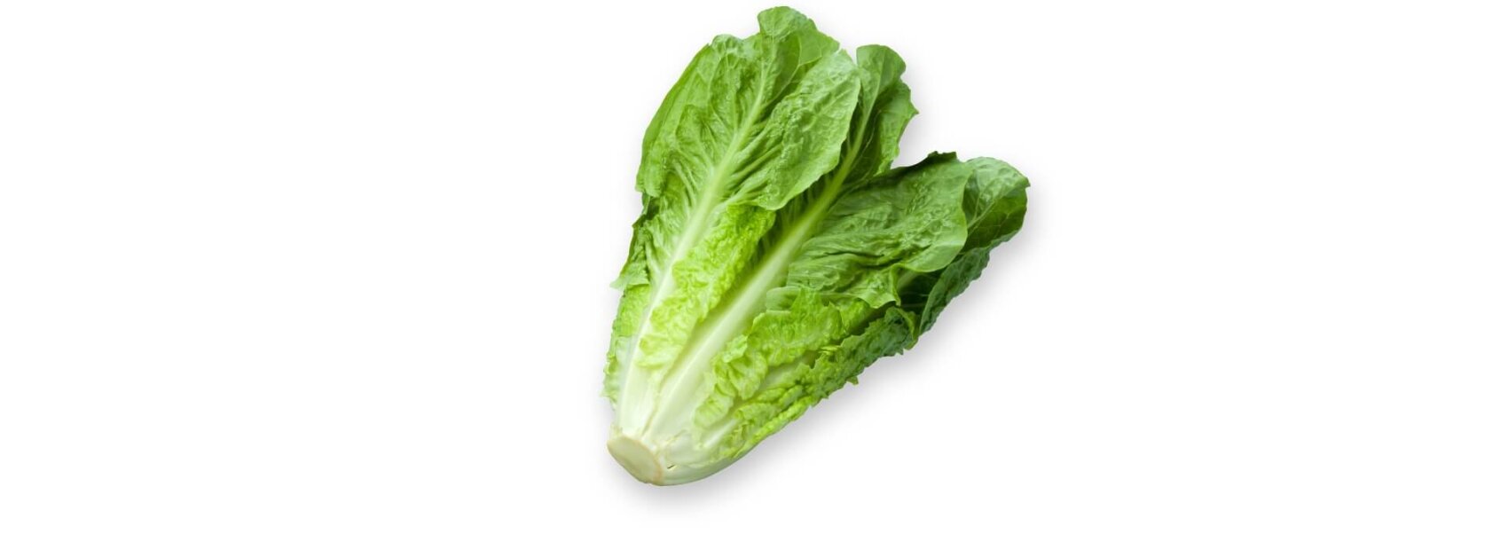 Une tête fraîche de laitue romaine aux feuilles vertes croquantes et à la tige blanche, isolée sur un fond blanc.