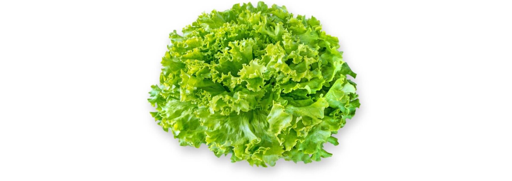 Une salade verte fraîche aux bords frisés sur un fond blanc.