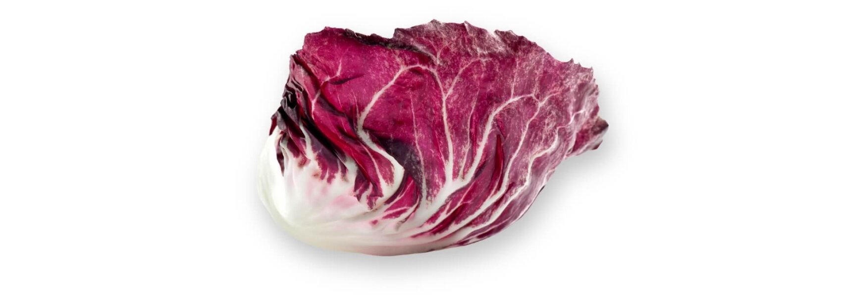 Une seule feuille de radicchio de couleur rouge violacé profond avec des veines blanches, isolée sur un fond blanc.